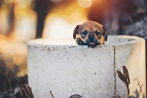 Close-Up Photo of a Black and Brown Puppy Looking at the Camera