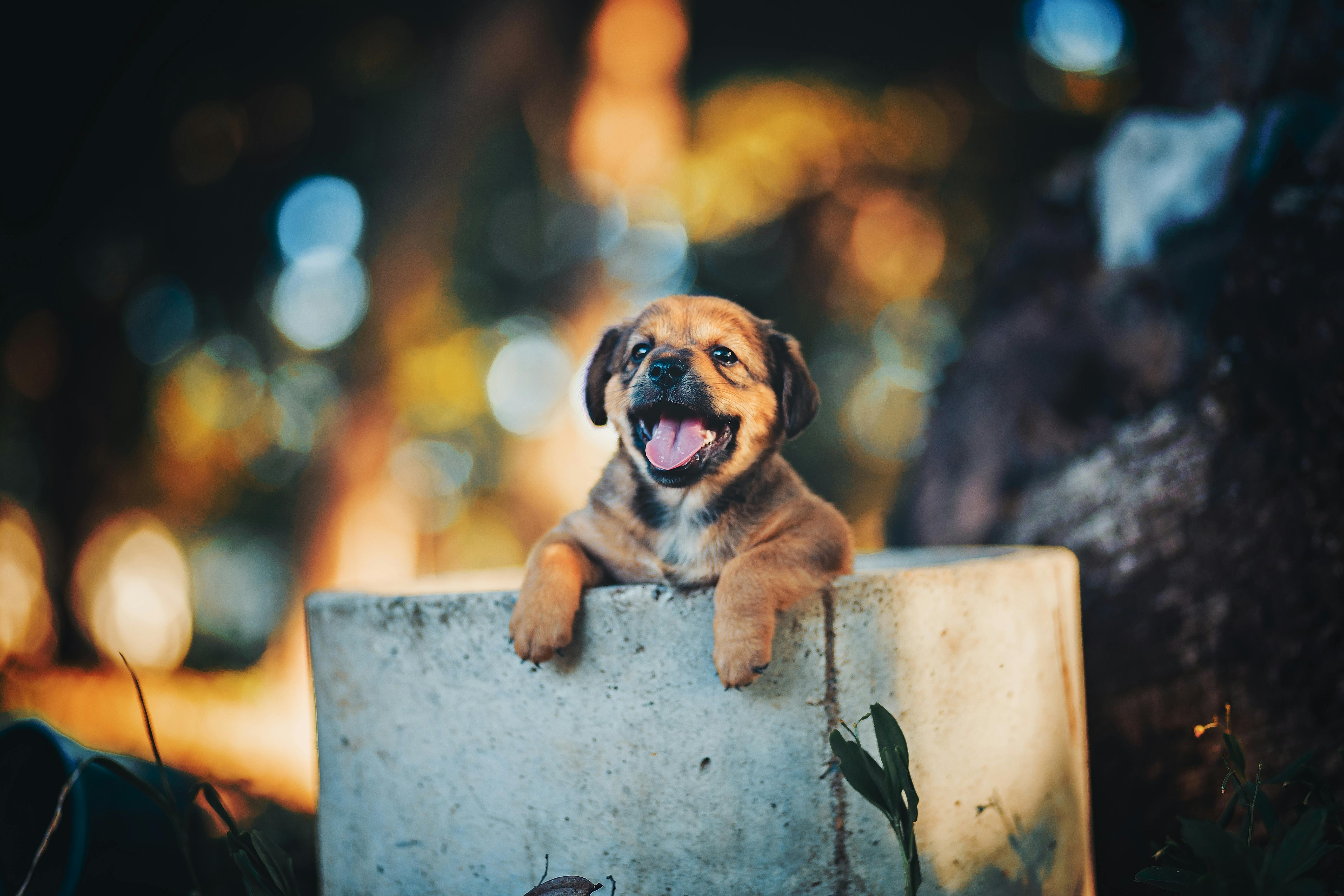New Puppy Checklist (The Actually Useful Version)
