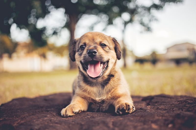 Dışarıda tuvalet ihtiyacını gideren bir köpek yavrusu