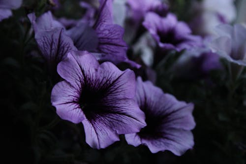 Δωρεάν στοκ φωτογραφιών με ανθισμένος, λεπτεπίλεπτος, μοβ άνθη