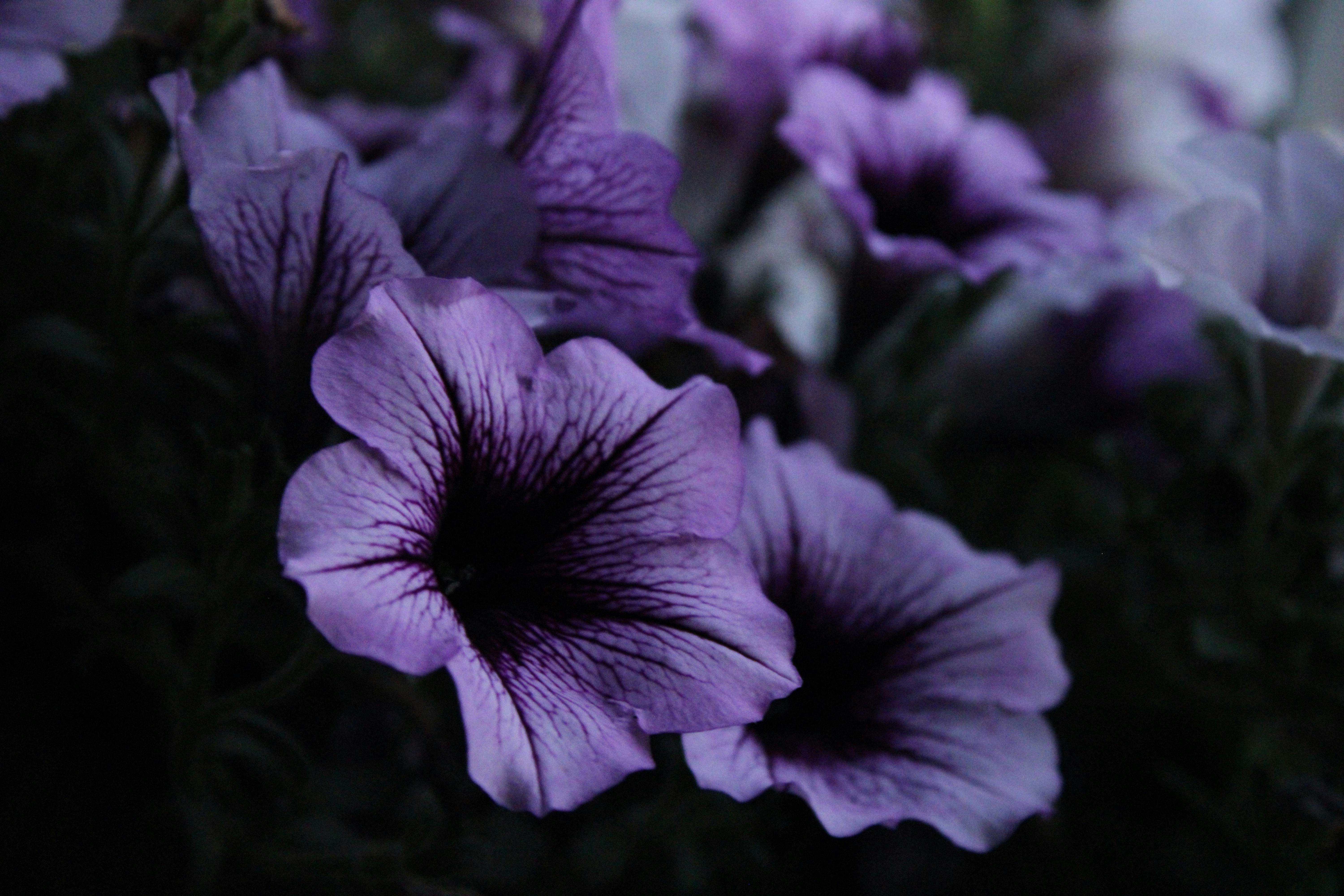 100,000+ Best Purple Flowers Photos · 100% Free Download · Pexels Stock  Photos