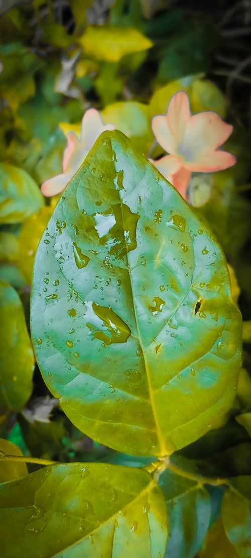 Free stock photo of drop of water, drops, green Stock Photo