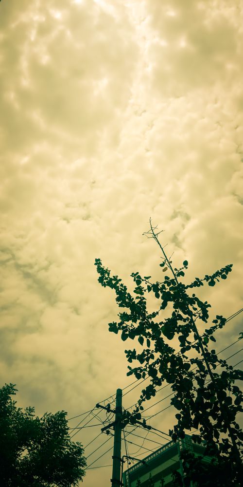 Free stock photo of dark green leaves, dark green plants, day light Stock Photo