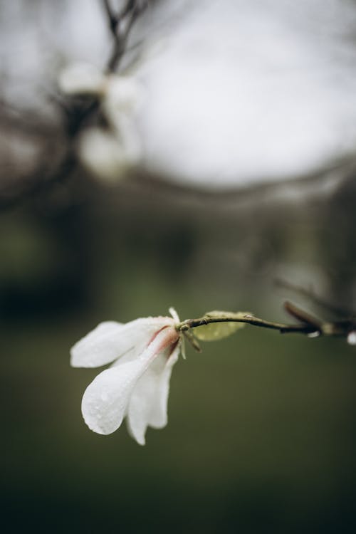 Selective Focus Photo of a Flower with White Petals