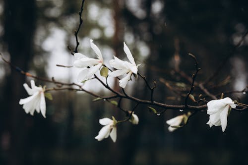 White Flower in Tilt Shift Lens