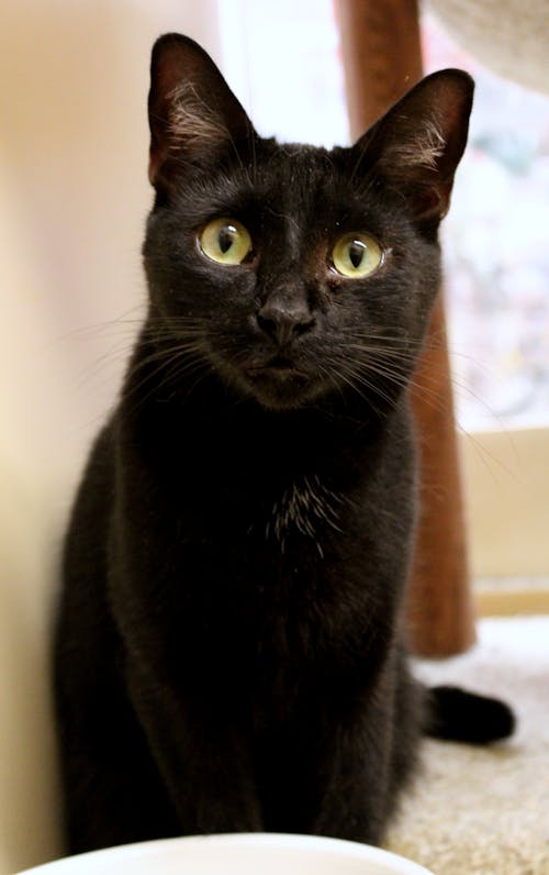 Free stock photo of adopt, black, cat