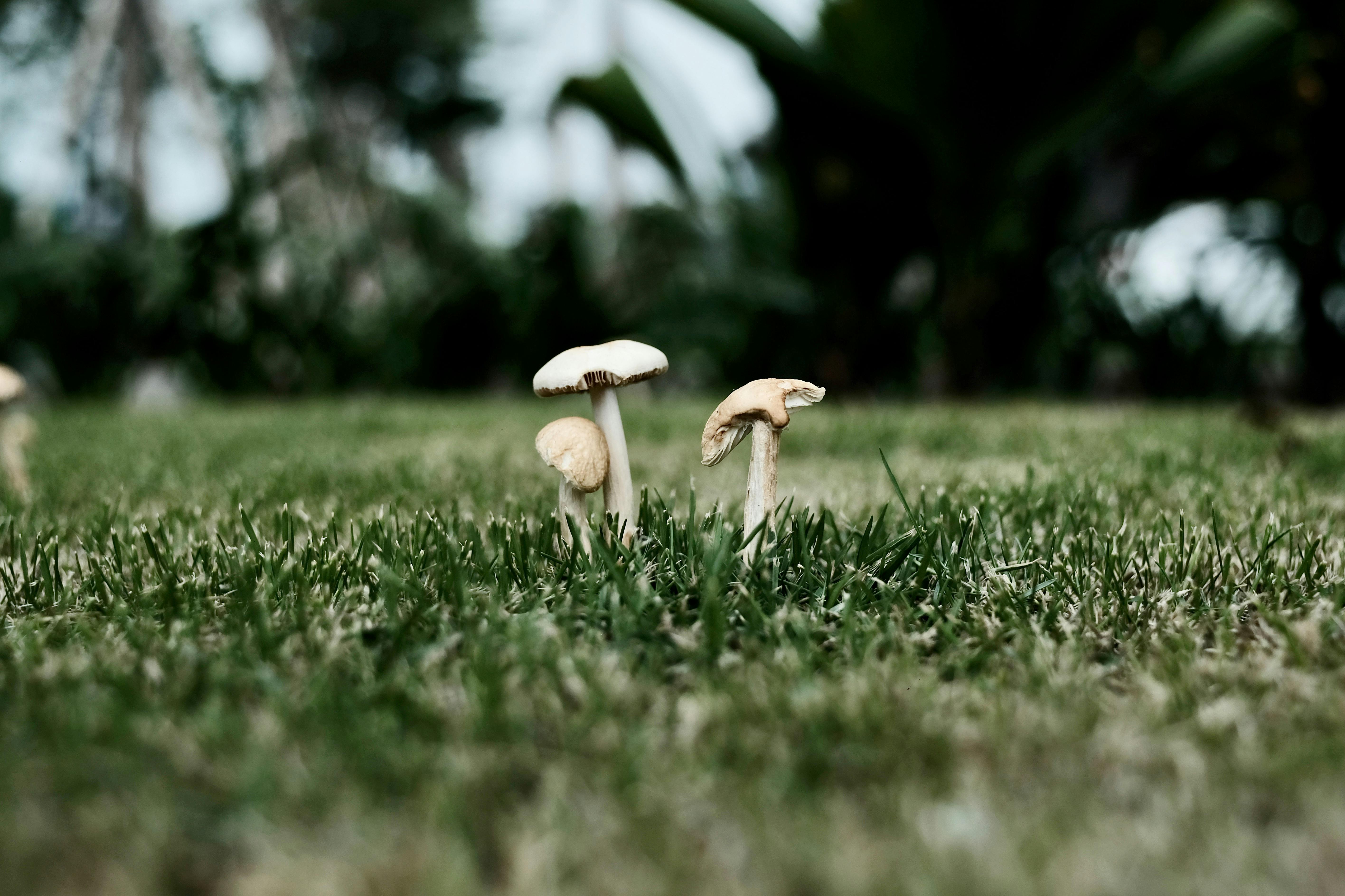 mushrooms in green grass