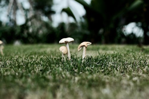 그물버섯, 버섯, 초록 풀의 무료 스톡 사진