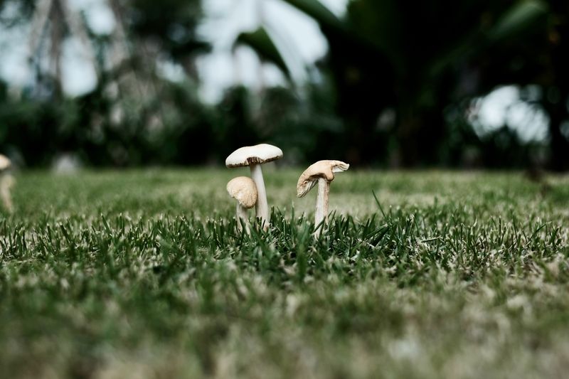 Two mushrooms growing in grassy field, captured in Ho Chi Minh City, Vietnam.