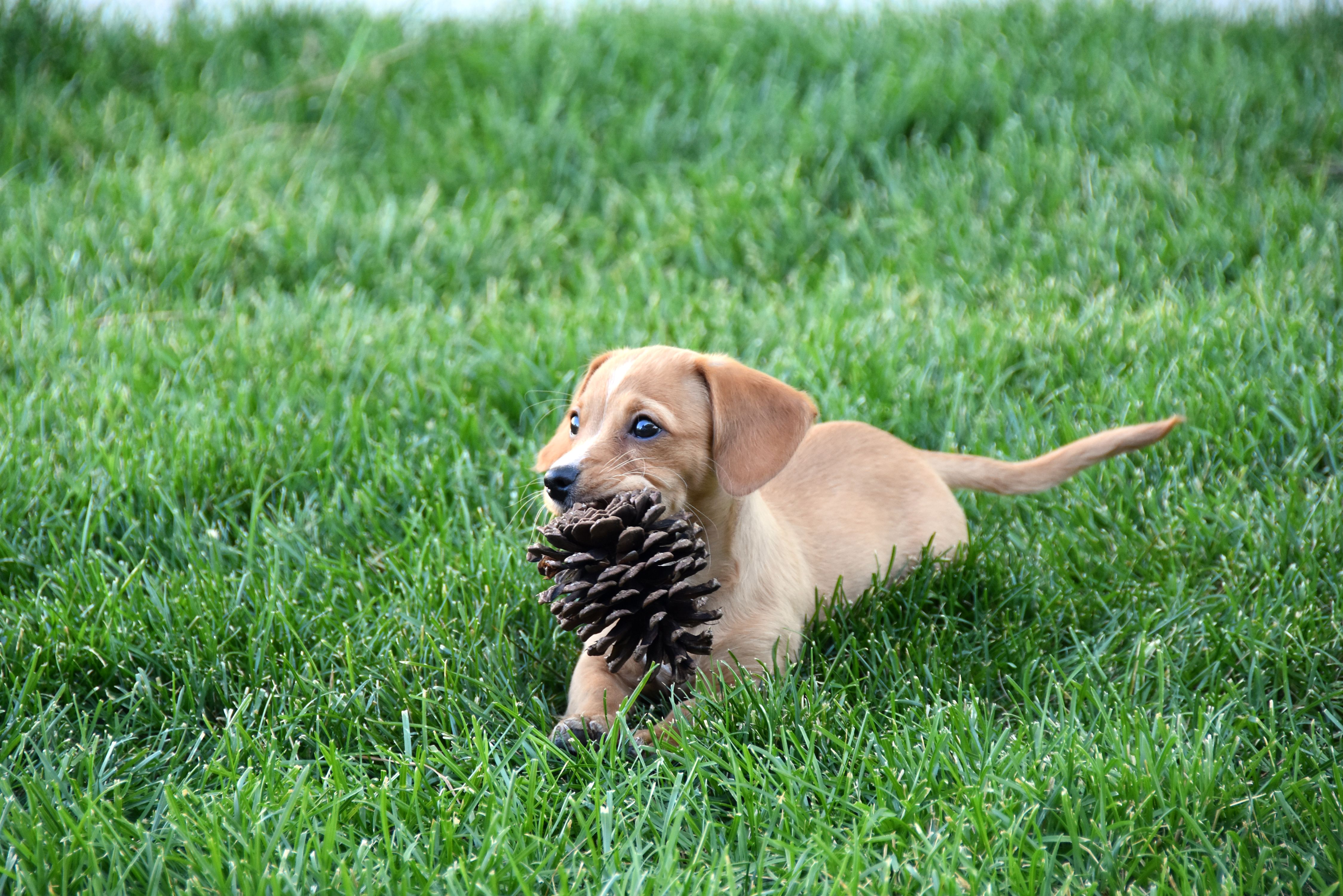 Brown Dog Sitting on Green Grass Field while Biting a Pinecone · Free ...