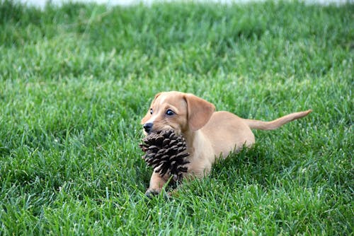 Gratis stockfoto met babyhondje, beest, buitenshuis