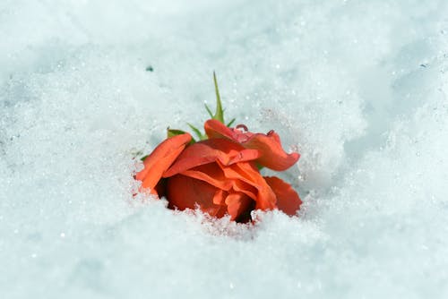 Foto stok gratis bunga, bunga di salju, mawar di salju