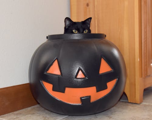 Foto stok gratis kucing, kucing di labu, kucing halloween