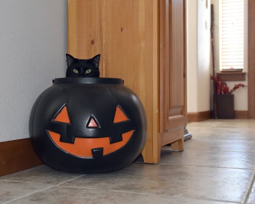 Foto stok gratis kucing, kucing di labu, kucing halloween