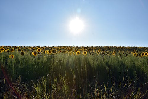 Foto stok gratis bunga matahari, kebun bunga matahari