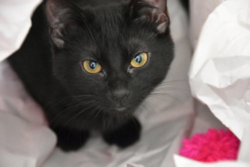 Foto stok gratis anak kucing, anak kucing hitam, kucing cantik
