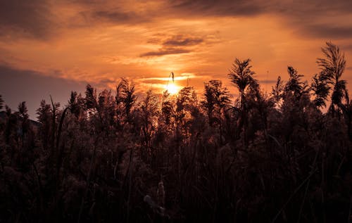 Altın Saat Boyunca Gün Batımı Altında Ağaçların Siluet Fotoğrafı