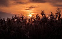 美丽的日落、剪影植物和金色的天空，捕捉了黄昏的本质