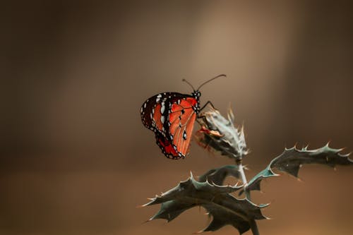 Butterfly on a Prickly Plant 