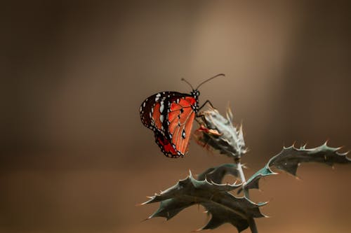 Foto stok gratis arthropoda, bertengger, fotografi serangga