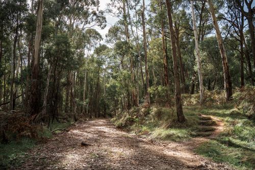 Free A serene forest pathway surrounded by tall eucalyptus trees in rural Victoria, Australia. Stock Photo