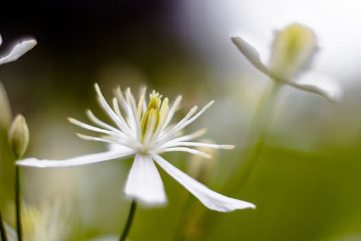White and Yellow Petaled Flower