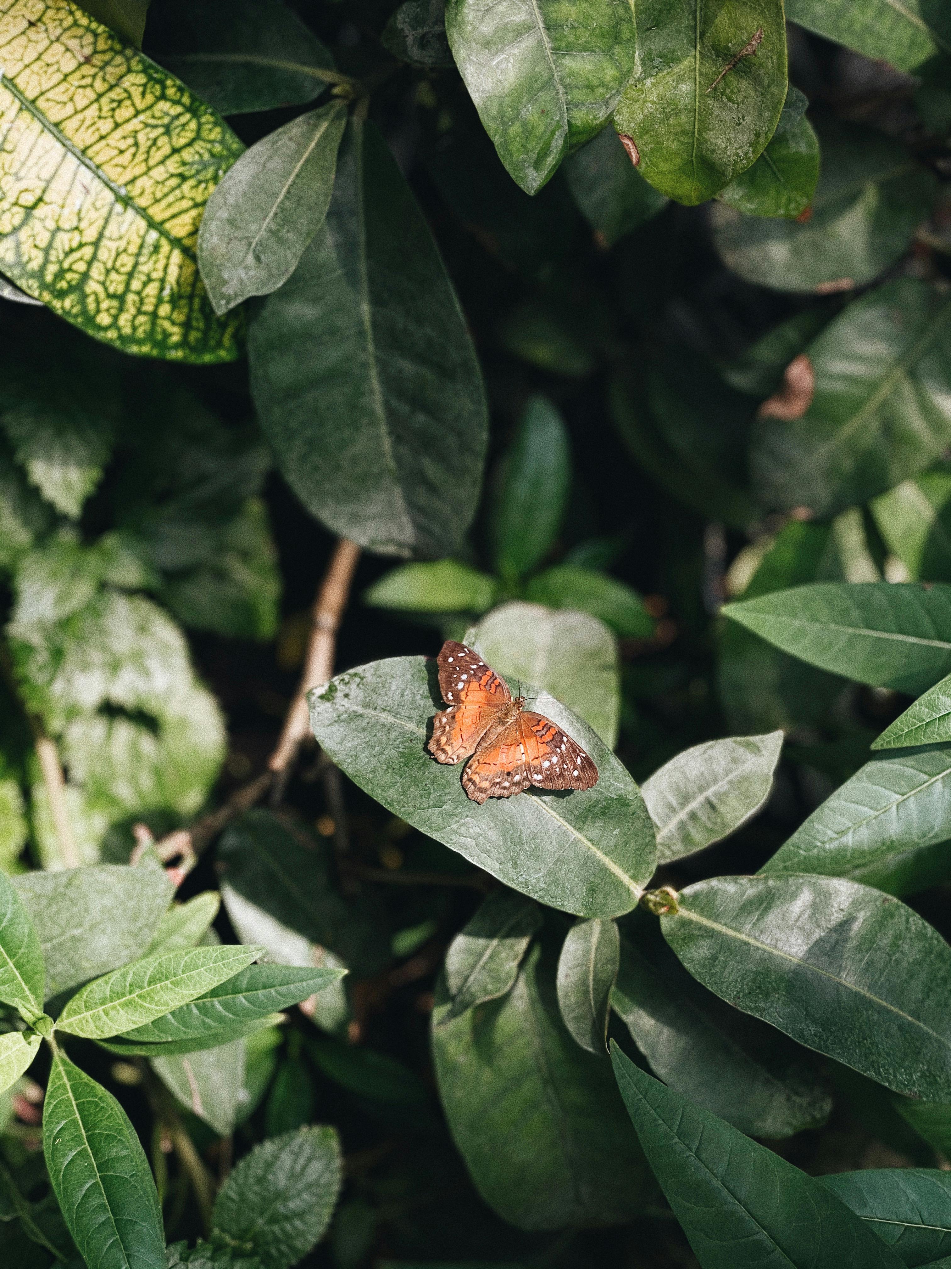 A butterfly perched gracefully on a lush green leaf amidst dense foliage, showcasing nature's beauty.