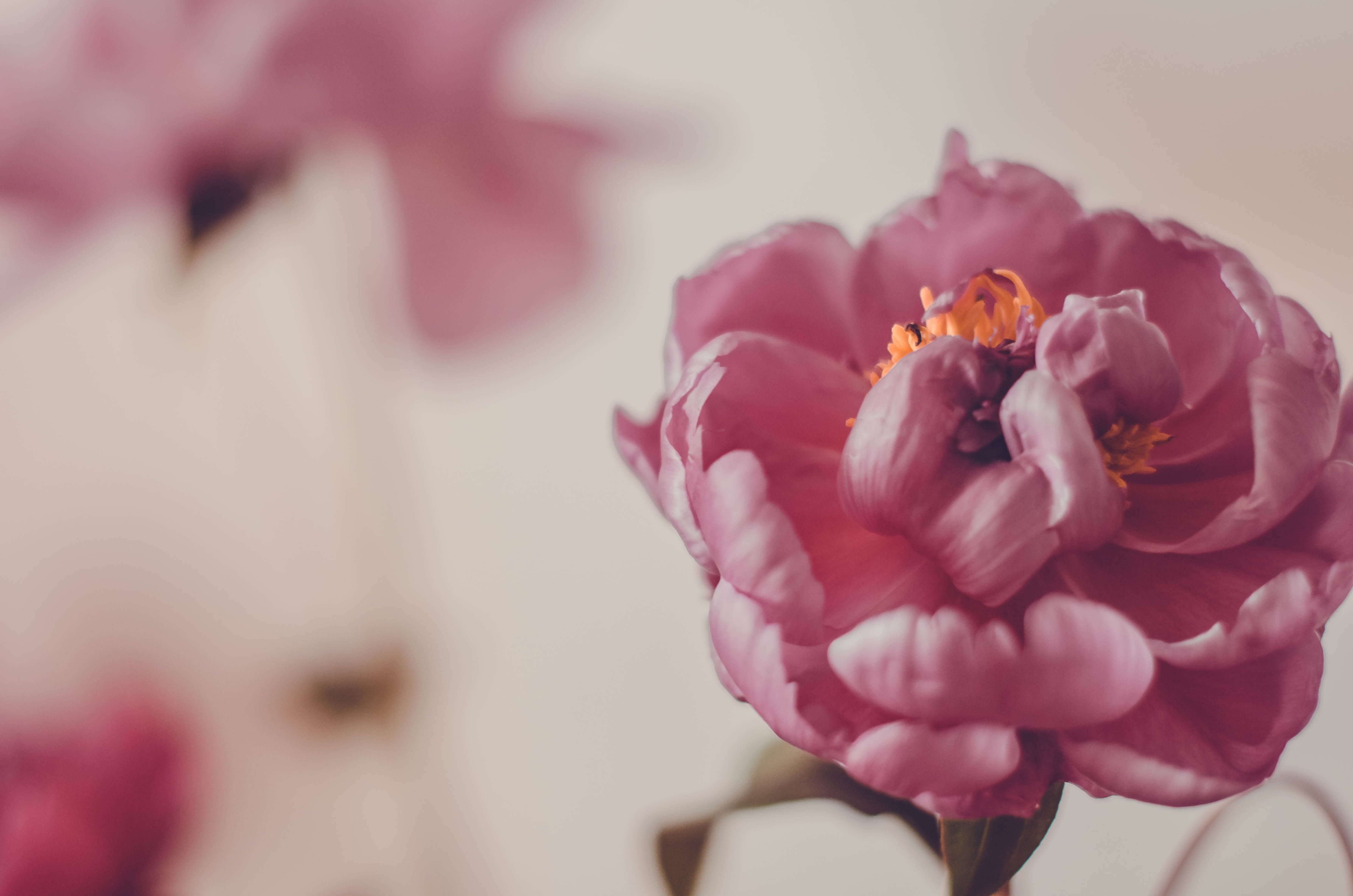 Soft-focus image of a pink peony flower in bloom, highlighting delicate petals and vibrant colors.