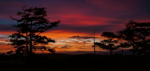 Foto profissional grátis de alvorecer, árvores, cair da noite