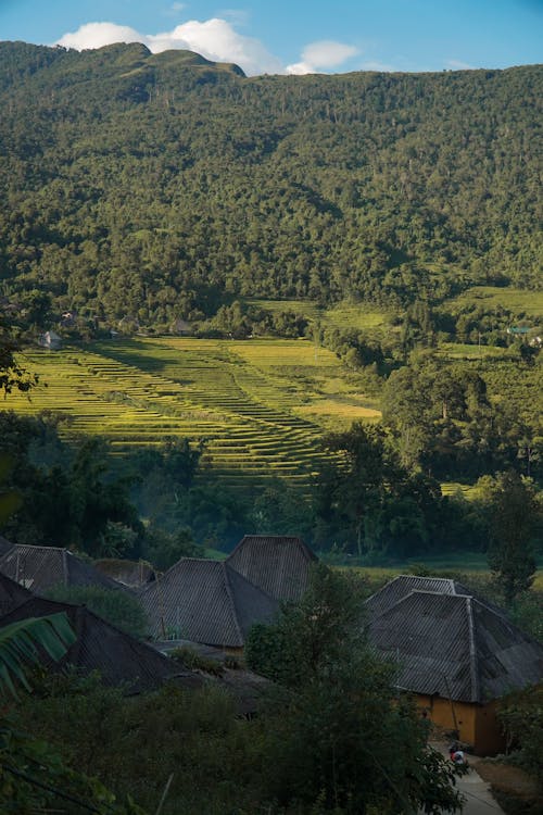 คลังภาพถ่ายฟรี ของ การท่องเที่ยว, ต้นไม้, ทุ่งสีเขียว