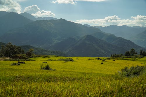 Foto profissional grátis de alvorecer, área, arroz