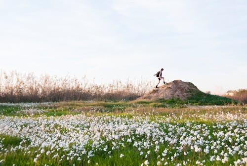 Бесплатное стоковое фото с белые полевые цветы, камыши, луг