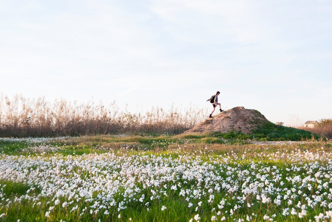 Бесплатное стоковое фото с белые полевые цветы, весна, камыши