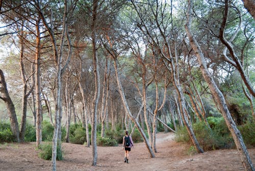 Бесплатное стоковое фото с вид сзади, деревья, женщина