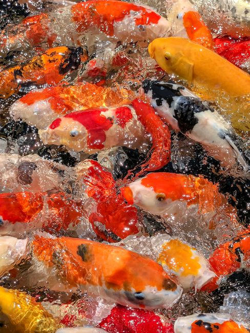 Vibrant koi fish swimming energetically in a clear pond, showcasing their colorful scales underwater.