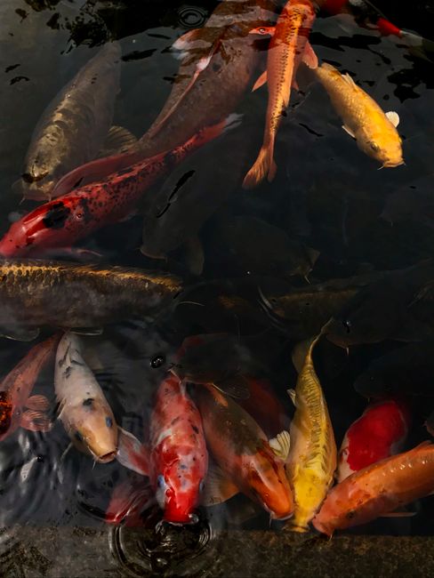 Colorful koi fish swimming gracefully in a serene Hong Kong pond, symbolizing good fortune.