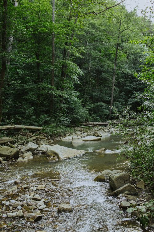 Free Peaceful forest stream with flowing water and lush trees creating a tranquil nature scene. Stock Photo