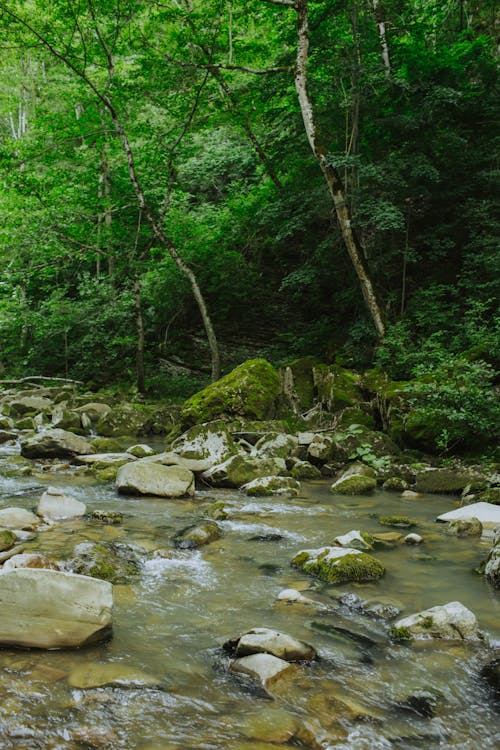 Immagine gratuita di fiume, foresta, natura