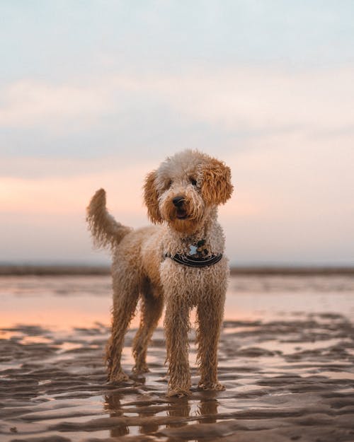 Foto stok gratis anjing, Belanda, binatang