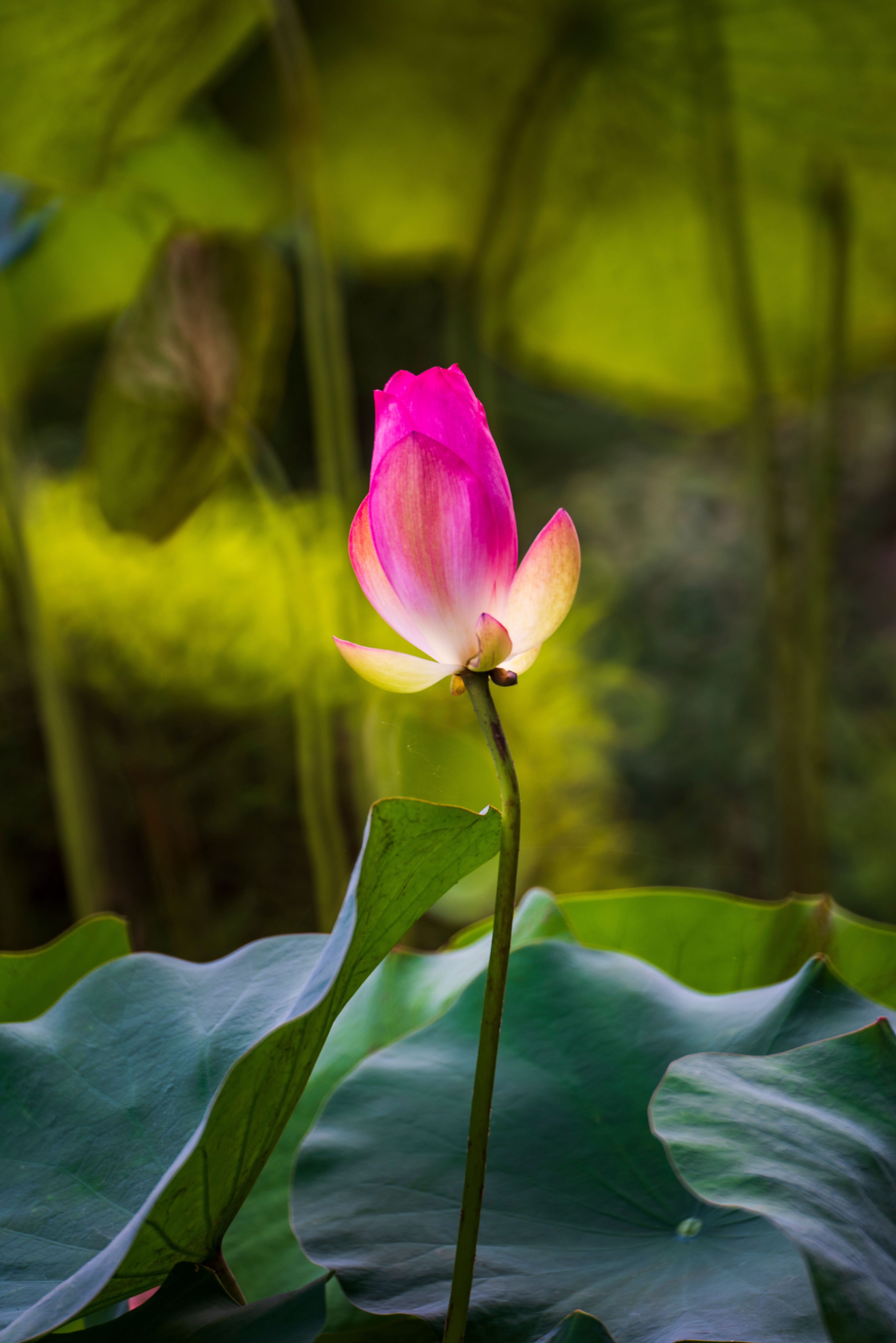 Lotus Flower Backgrounds Photos, Download The BEST Free Lotus Flower ...