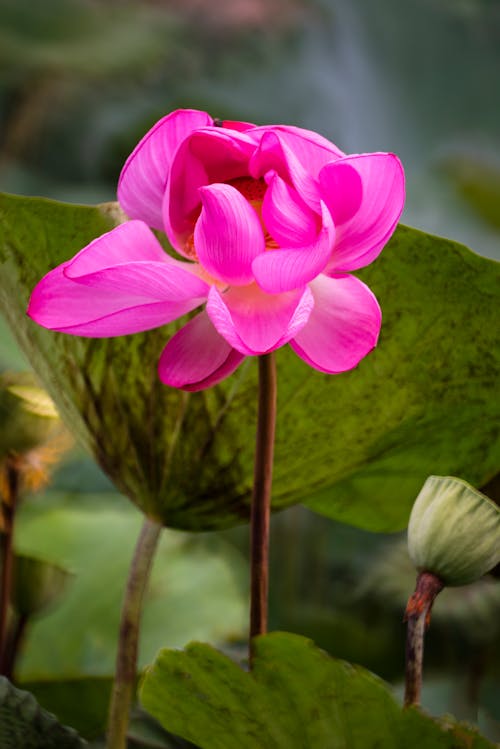 Foto profissional grátis de aumento, de flores, delicado