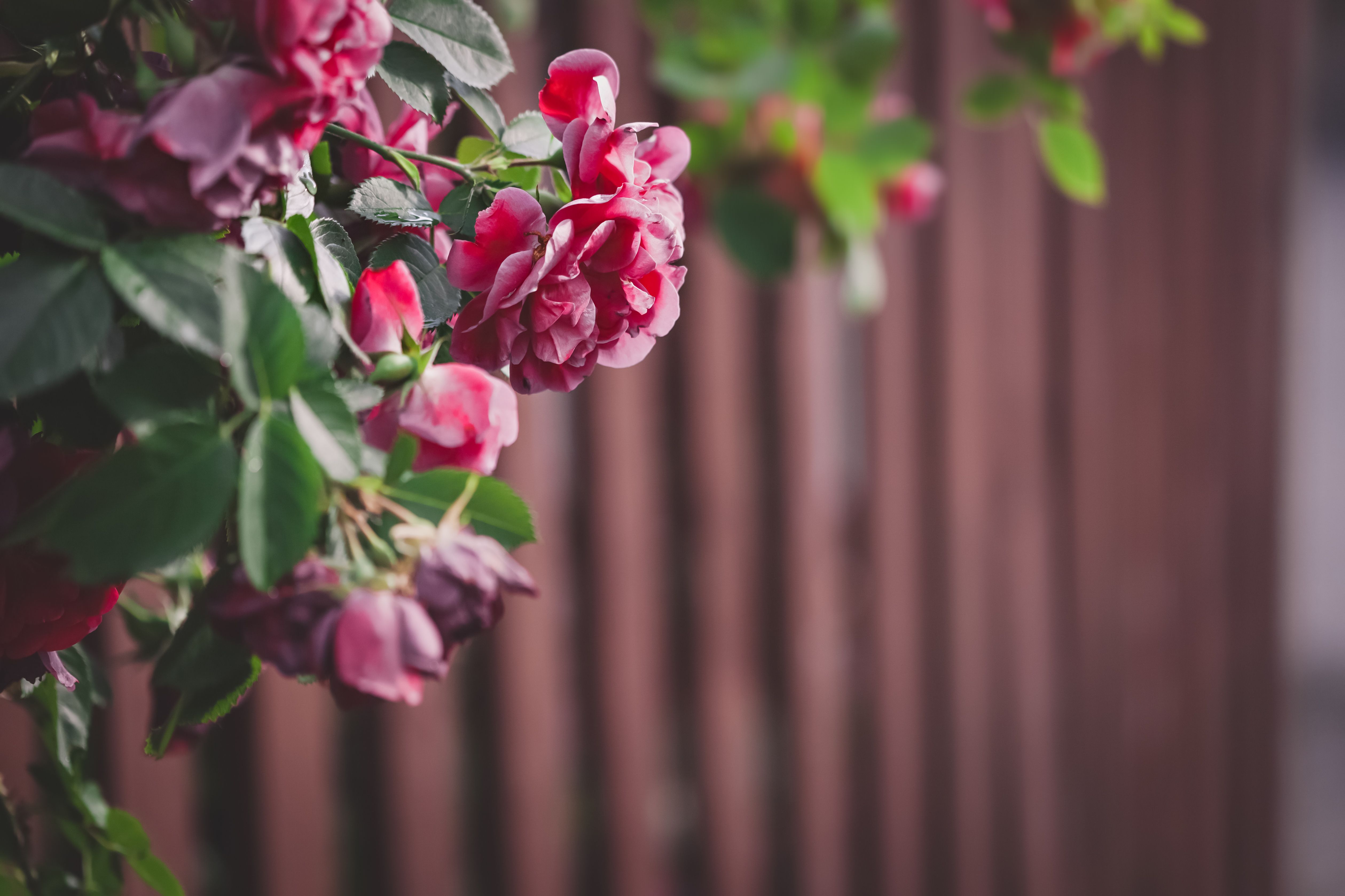 Close-up of Beautiful Dark Pink Roses Growing Over the Fence · Free ...