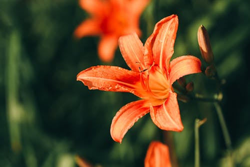 Imagine de stoc gratuită din creștere, floare, floră