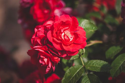 Free Stunning close-up of a vibrant red rose in full bloom, showcasing delicate petals in sunlight. Stock Photo
