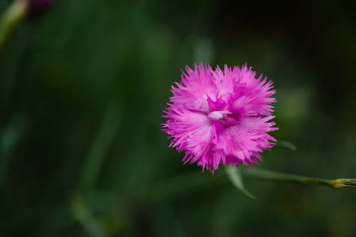 Free Blooming Pink Flower in Close-Up Photography  Stock Photo