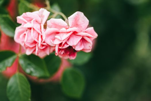 Close-up of Light Pink Garden Roses