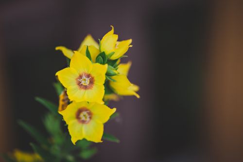 Free Close-up image of beautiful yellow loosestrife flowers in full bloom with green leaves. Stock Photo