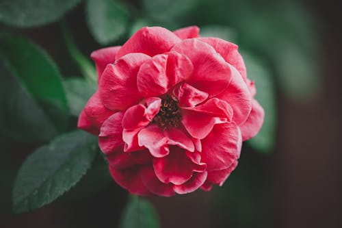 Gratis stockfoto met bloeiend, bloesem, camelia bloem