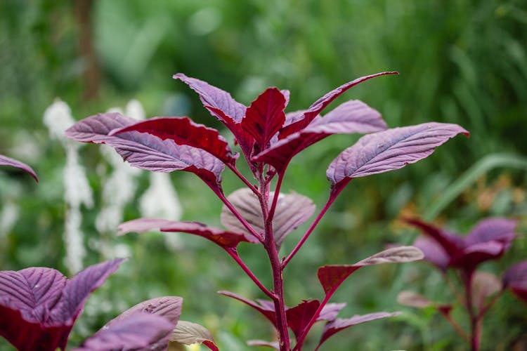 Close-up Of Red Chinese Spinach Plant 