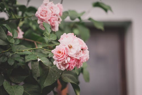 Free Close-up of Light Pink Garden Roses Stock Photo